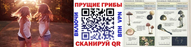 купить Богучар Галлюциногенные грибы Magic Shrooms